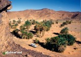 Oasis-de-Hassi-Hachguig,