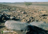 Gravures-rupestres-de-l-oued-Zelouan