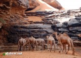 Guelta-de-Taoujafet
