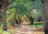 Palmeraie-du-Djerid