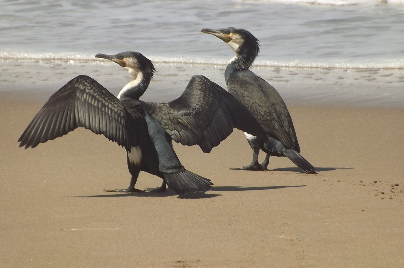 Dakhla