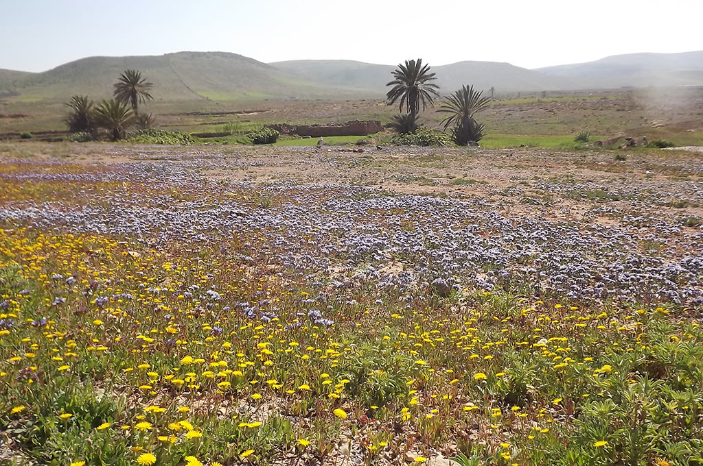 sud-maroc