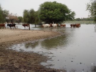 Mauritanie 027