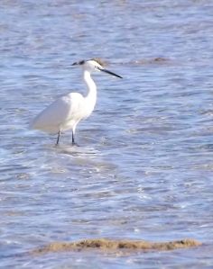 Aigrette