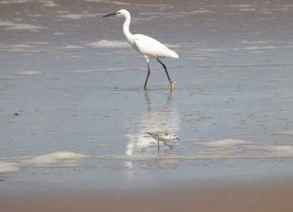 thumb Aigrette 1