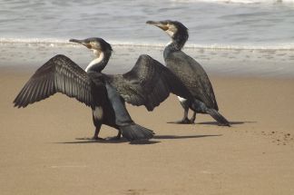 Cormorans