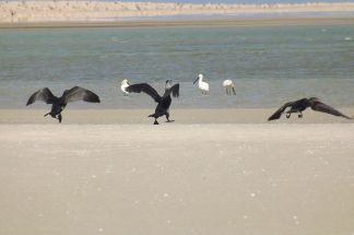 Cormorans 1