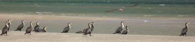 Cormorans 2