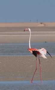 Flamant rose