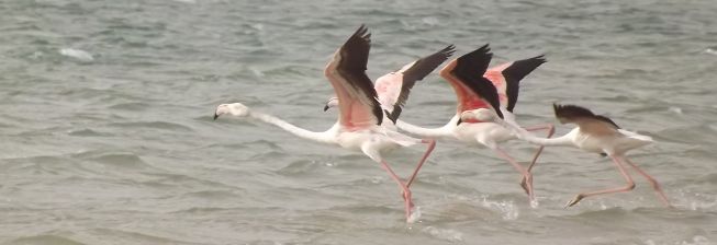 Flamants roses