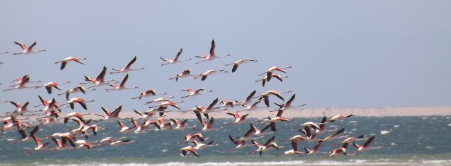 Flamants roses_1