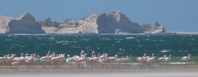 Flamants roses_2