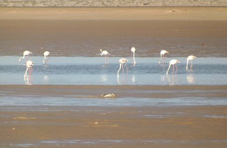 Flamants roses_3