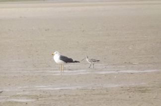 Gravelot et_Bécasseau_Sanderling