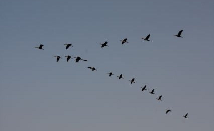 thumb Vol de cormorans